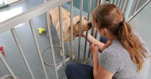 What To Look For in a Dog Boarding Facility